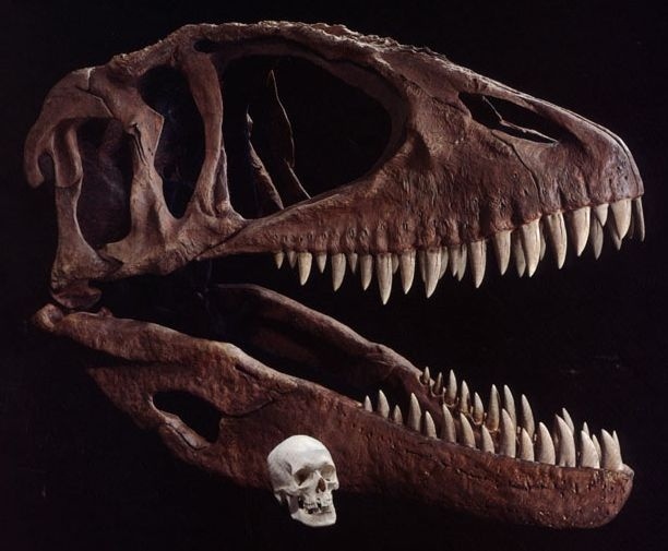 Иллюстрация к книге — Отпечатки жизни. 25 шагов эволюции и вся история планеты [img_121.jpg]