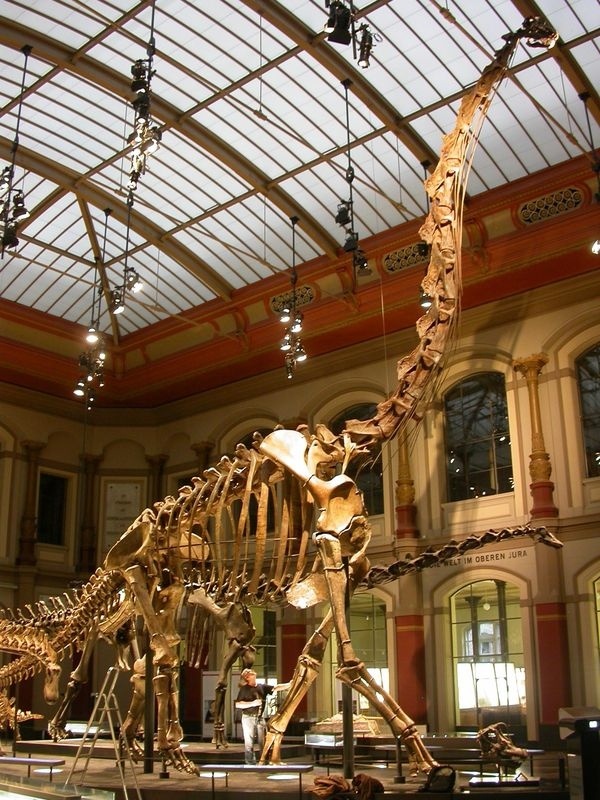 Иллюстрация к книге — Отпечатки жизни. 25 шагов эволюции и вся история планеты [img_127.jpg]