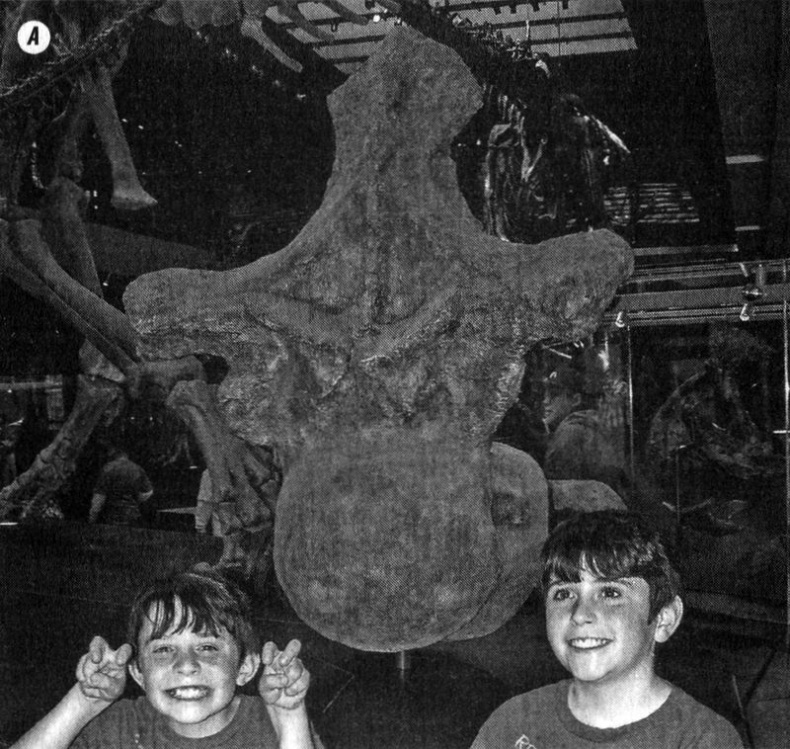 Иллюстрация к книге — Отпечатки жизни. 25 шагов эволюции и вся история планеты [img_130.jpg]