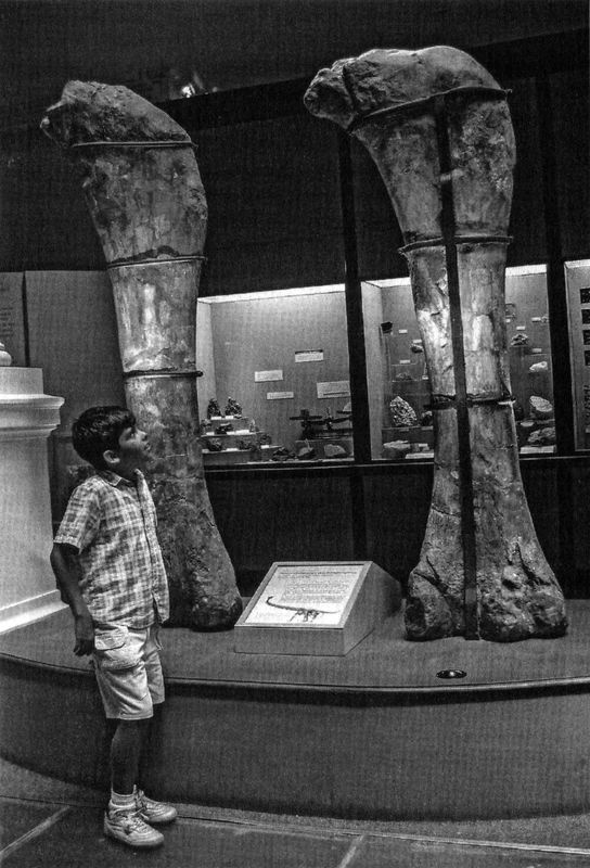 Иллюстрация к книге — Отпечатки жизни. 25 шагов эволюции и вся история планеты [img_132.jpg]