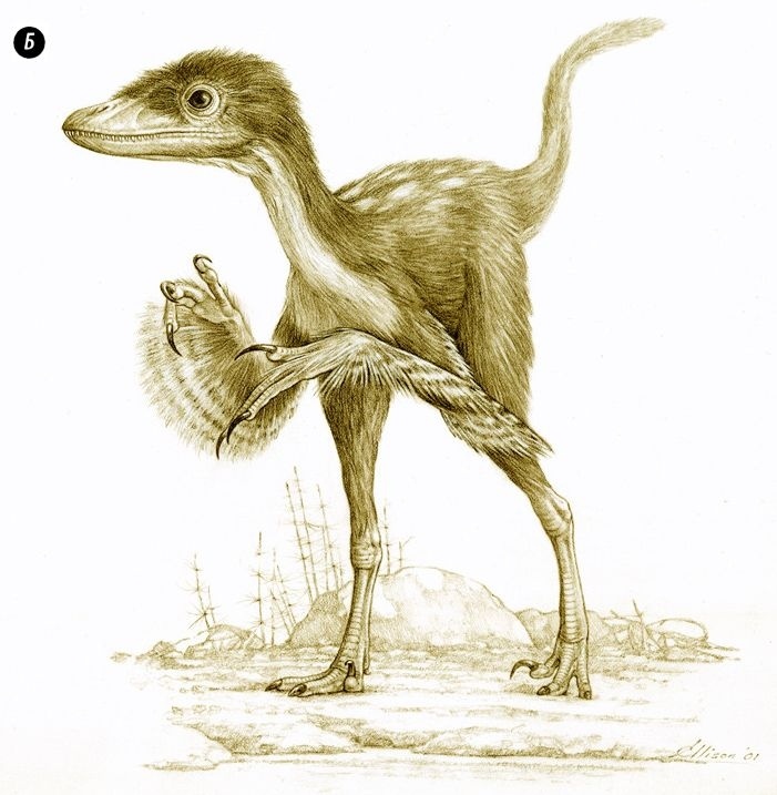 Иллюстрация к книге — Отпечатки жизни. 25 шагов эволюции и вся история планеты [img_137.jpg]