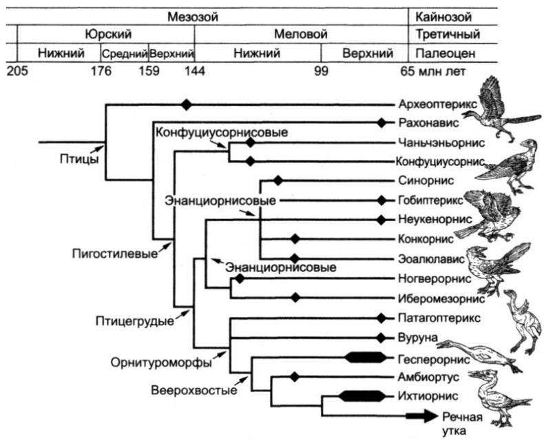Иллюстрация к книге — Отпечатки жизни. 25 шагов эволюции и вся история планеты [img_139.jpg]