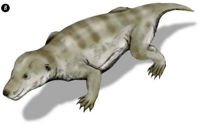 Иллюстрация к книге — Отпечатки жизни. 25 шагов эволюции и вся история планеты [img_152.jpg]