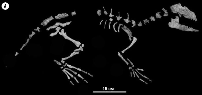 Иллюстрация к книге — Отпечатки жизни. 25 шагов эволюции и вся история планеты [img_159.jpg]