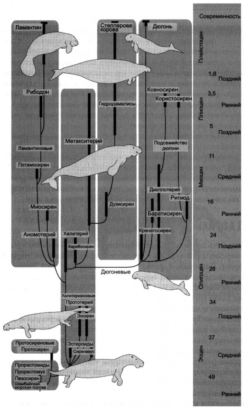 Иллюстрация к книге — Отпечатки жизни. 25 шагов эволюции и вся история планеты [img_167.jpg]