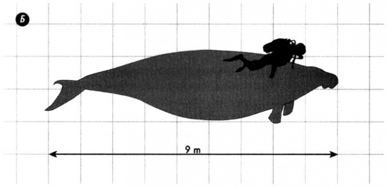 Иллюстрация к книге — Отпечатки жизни. 25 шагов эволюции и вся история планеты [img_169.jpg]