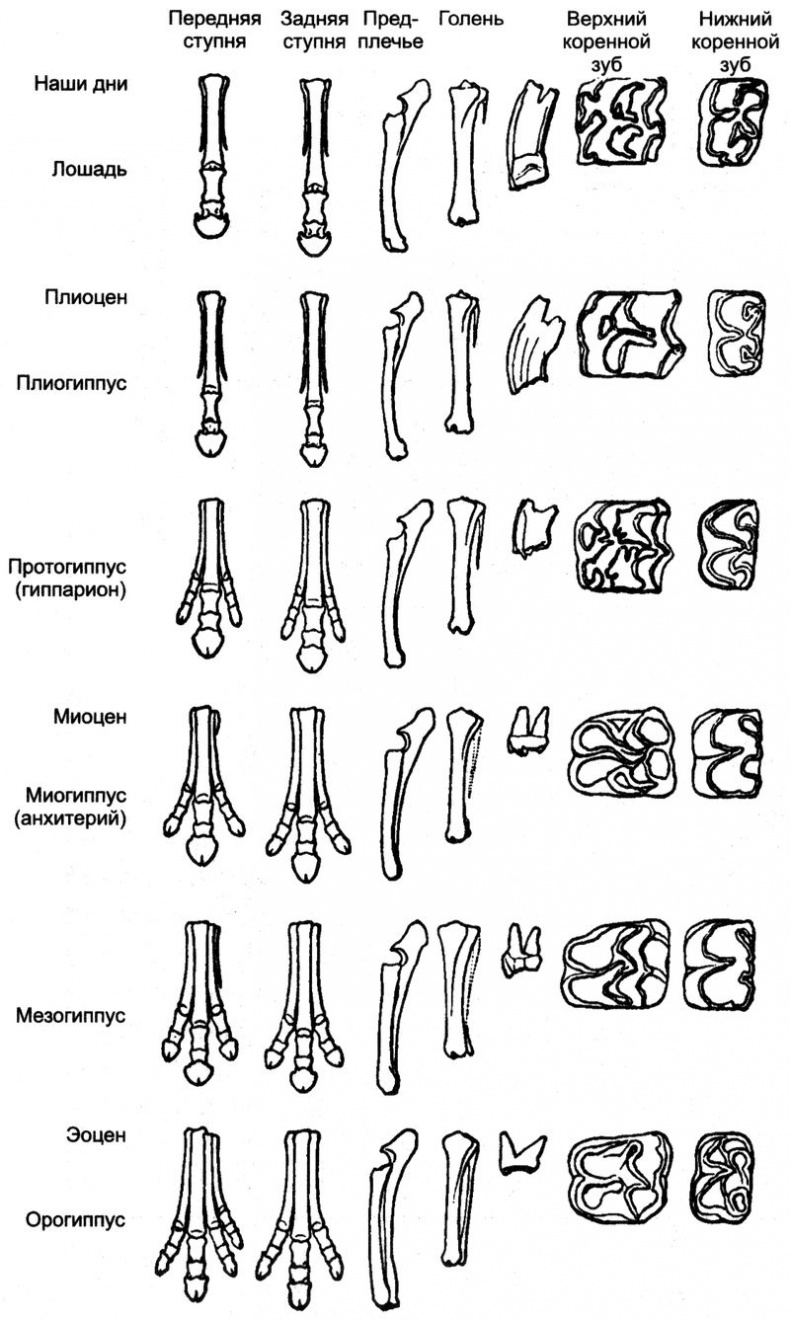 Иллюстрация к книге — Отпечатки жизни. 25 шагов эволюции и вся история планеты [img_170.jpg]