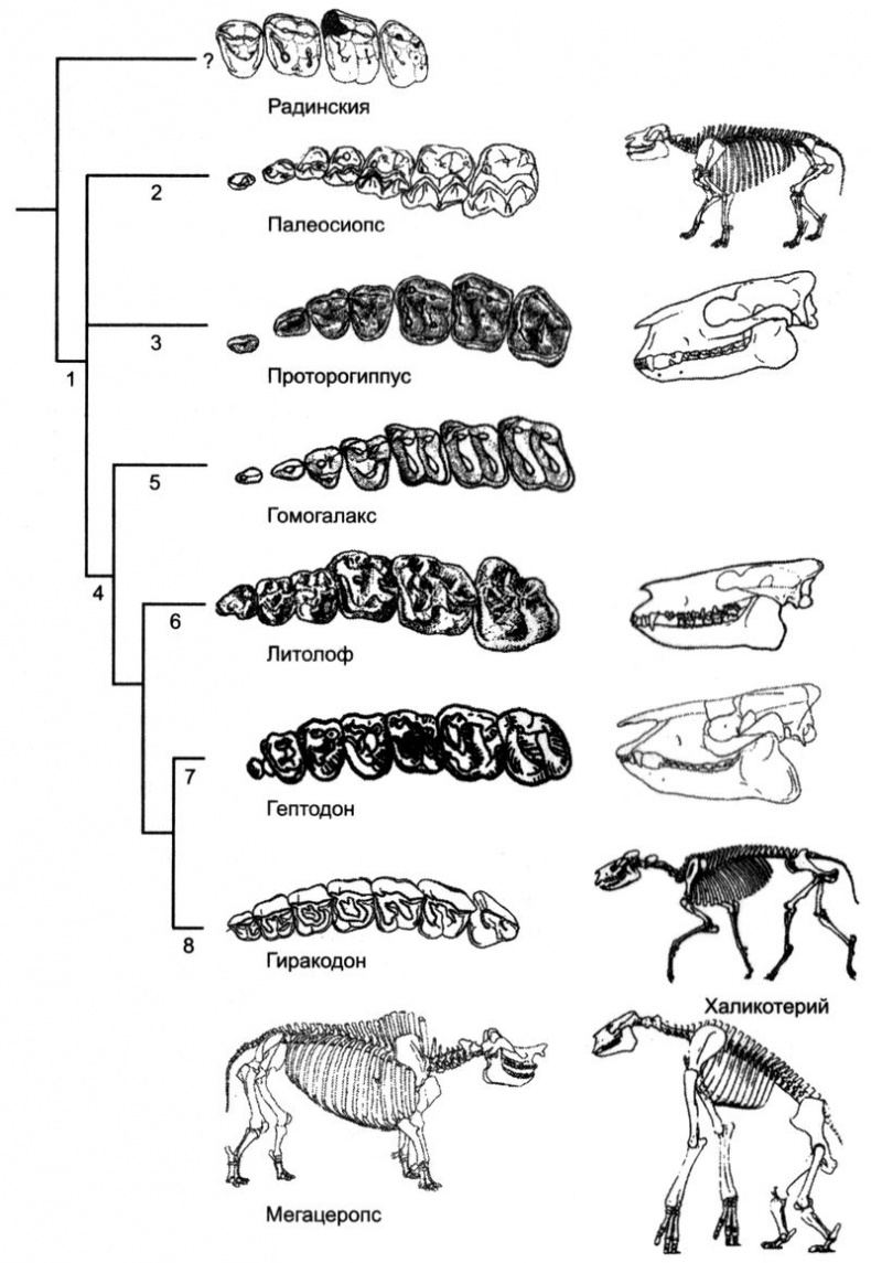 Иллюстрация к книге — Отпечатки жизни. 25 шагов эволюции и вся история планеты [img_175.jpg]