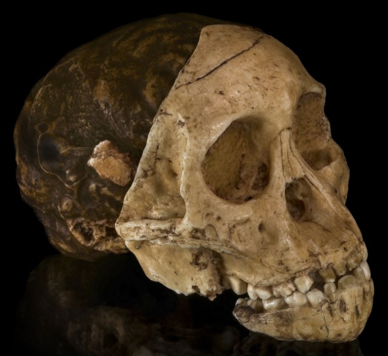 Иллюстрация к книге — Отпечатки жизни. 25 шагов эволюции и вся история планеты [img_188.jpg]