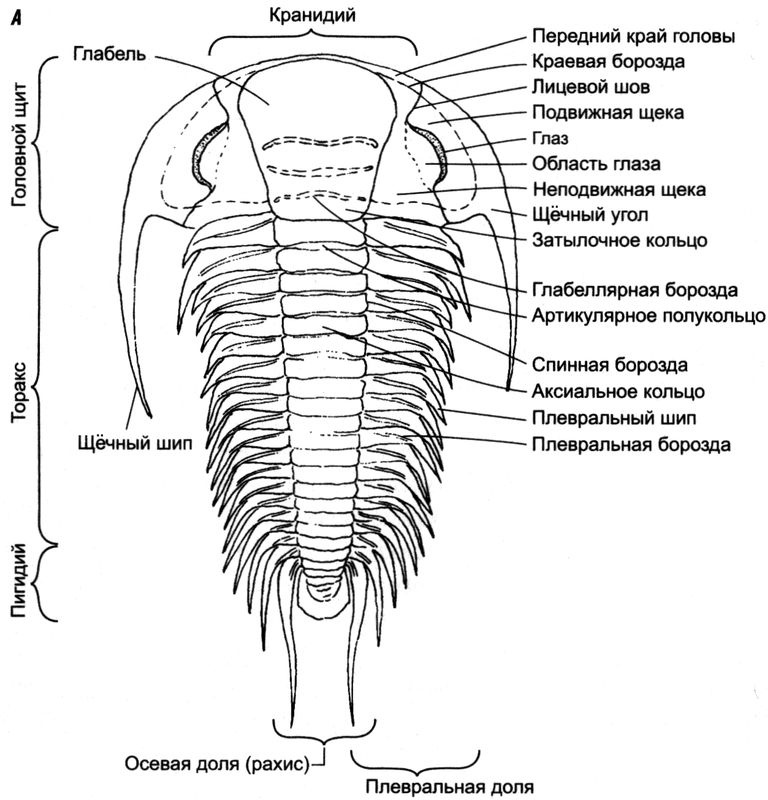 Иллюстрация к книге — Отпечатки жизни. 25 шагов эволюции и вся история планеты [img_19.jpg]