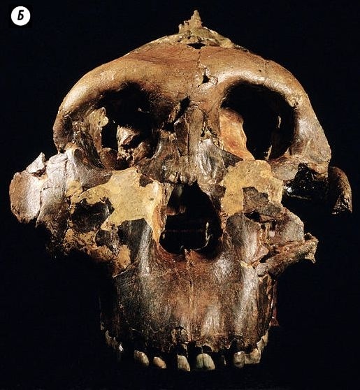 Иллюстрация к книге — Отпечатки жизни. 25 шагов эволюции и вся история планеты [img_191.jpg]