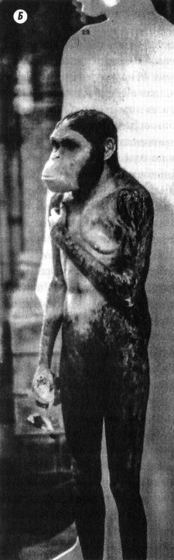 Иллюстрация к книге — Отпечатки жизни. 25 шагов эволюции и вся история планеты [img_193.jpg]