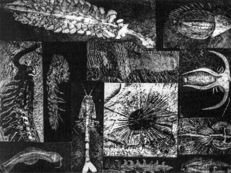 Иллюстрация к книге — Отпечатки жизни. 25 шагов эволюции и вся история планеты [img_24.jpg]