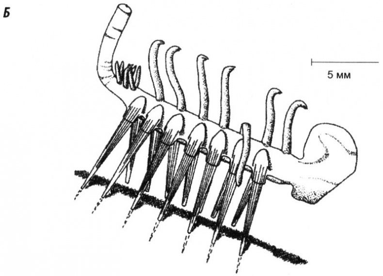 Иллюстрация к книге — Отпечатки жизни. 25 шагов эволюции и вся история планеты [img_26.jpg]