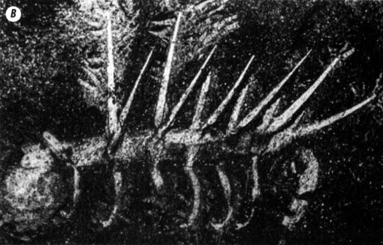 Иллюстрация к книге — Отпечатки жизни. 25 шагов эволюции и вся история планеты [img_27.jpg]