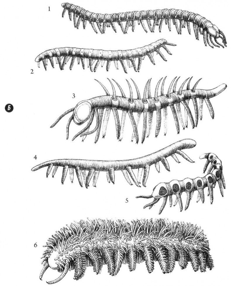 Иллюстрация к книге — Отпечатки жизни. 25 шагов эволюции и вся история планеты [img_29.jpg]