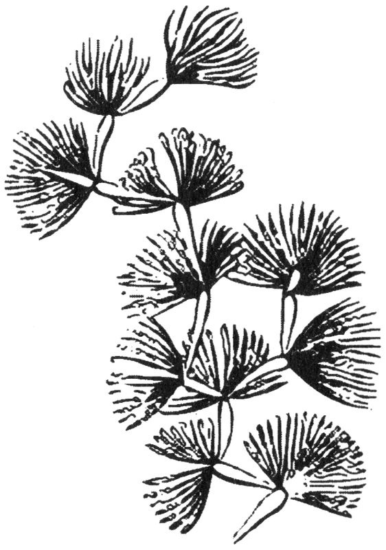 Иллюстрация к книге — Отпечатки жизни. 25 шагов эволюции и вся история планеты [img_3.jpg]