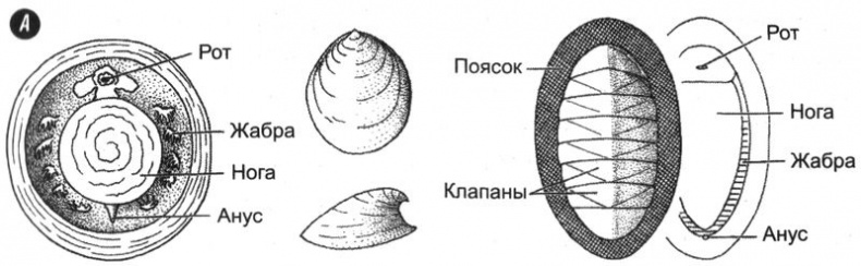 Иллюстрация к книге — Отпечатки жизни. 25 шагов эволюции и вся история планеты [img_34.jpg]