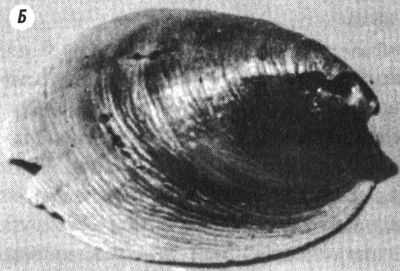 Иллюстрация к книге — Отпечатки жизни. 25 шагов эволюции и вся история планеты [img_35.jpg]