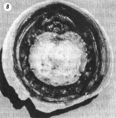 Иллюстрация к книге — Отпечатки жизни. 25 шагов эволюции и вся история планеты [img_36.jpg]