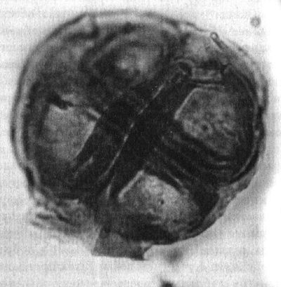 Иллюстрация к книге — Отпечатки жизни. 25 шагов эволюции и вся история планеты [img_38.jpg]