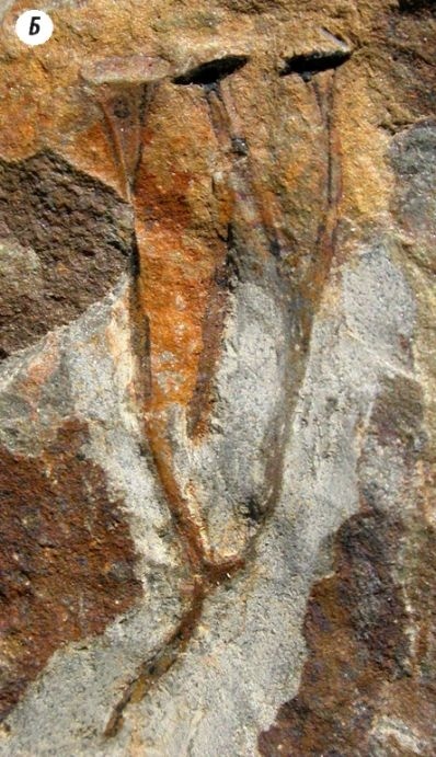 Иллюстрация к книге — Отпечатки жизни. 25 шагов эволюции и вся история планеты [img_40.jpg]