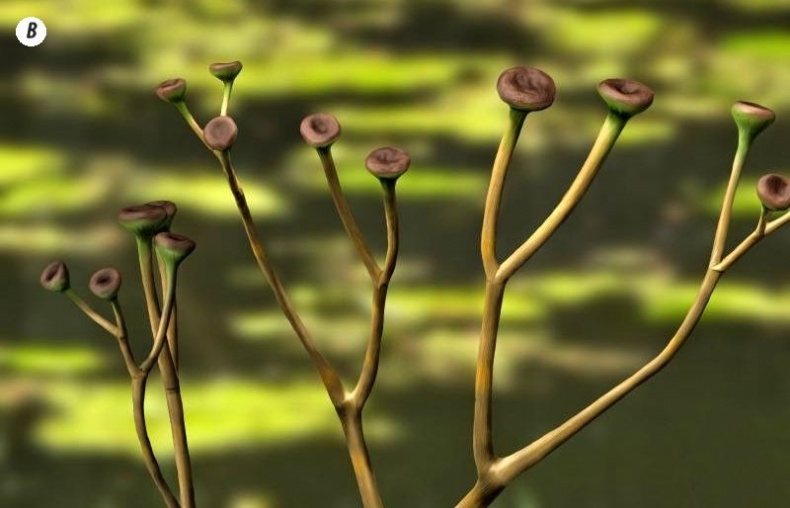 Иллюстрация к книге — Отпечатки жизни. 25 шагов эволюции и вся история планеты [img_41.jpg]