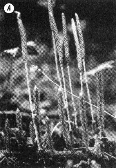 Иллюстрация к книге — Отпечатки жизни. 25 шагов эволюции и вся история планеты [img_42.jpg]