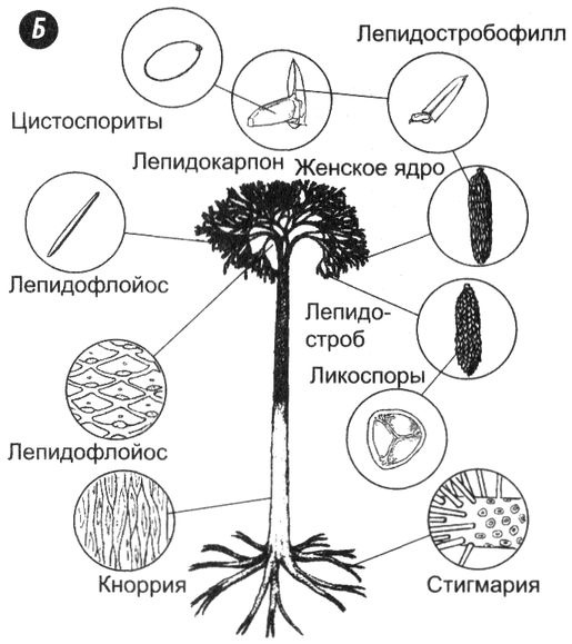 Иллюстрация к книге — Отпечатки жизни. 25 шагов эволюции и вся история планеты [img_43.jpg]