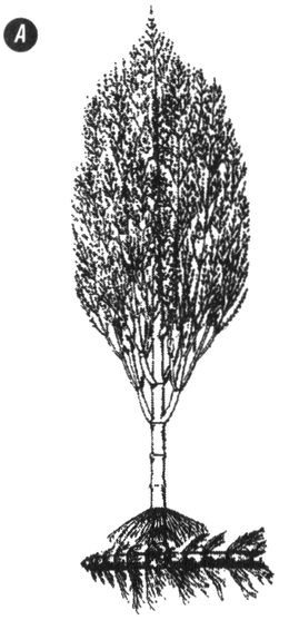 Иллюстрация к книге — Отпечатки жизни. 25 шагов эволюции и вся история планеты [img_44.jpg]