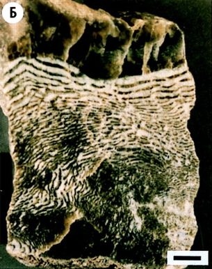 Иллюстрация к книге — Отпечатки жизни. 25 шагов эволюции и вся история планеты [img_5.jpg]