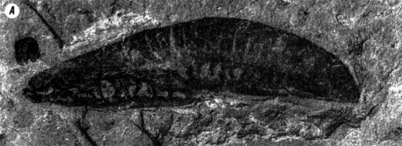 Иллюстрация к книге — Отпечатки жизни. 25 шагов эволюции и вся история планеты [img_54.jpg]