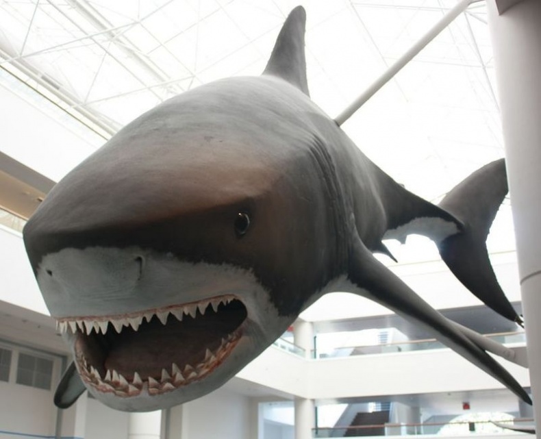 Иллюстрация к книге — Отпечатки жизни. 25 шагов эволюции и вся история планеты [img_61.jpg]