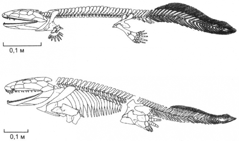 Иллюстрация к книге — Отпечатки жизни. 25 шагов эволюции и вся история планеты [img_63.jpg]