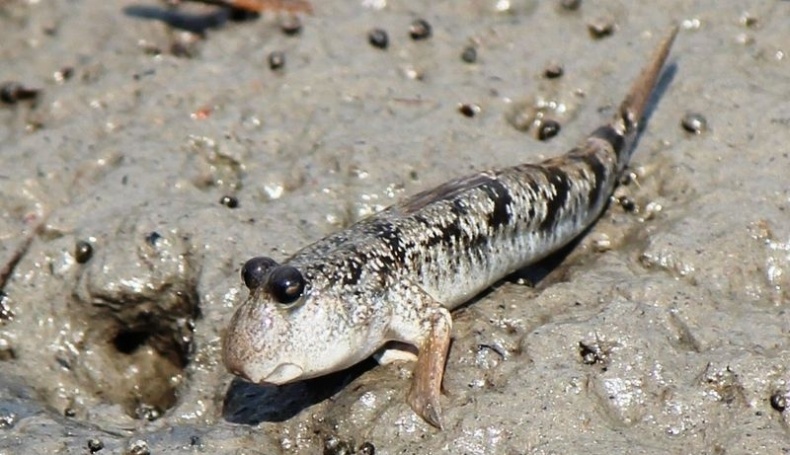 Иллюстрация к книге — Отпечатки жизни. 25 шагов эволюции и вся история планеты [img_66.jpg]