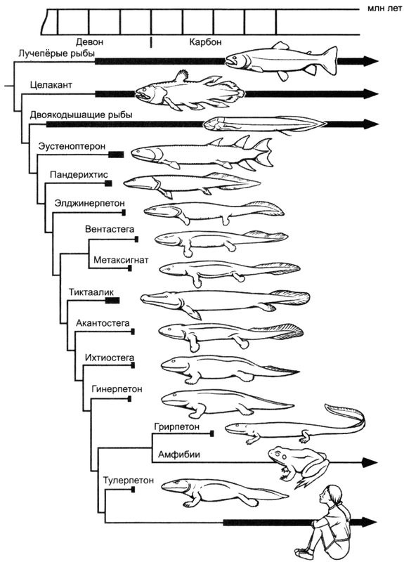 Иллюстрация к книге — Отпечатки жизни. 25 шагов эволюции и вся история планеты [img_67.jpg]