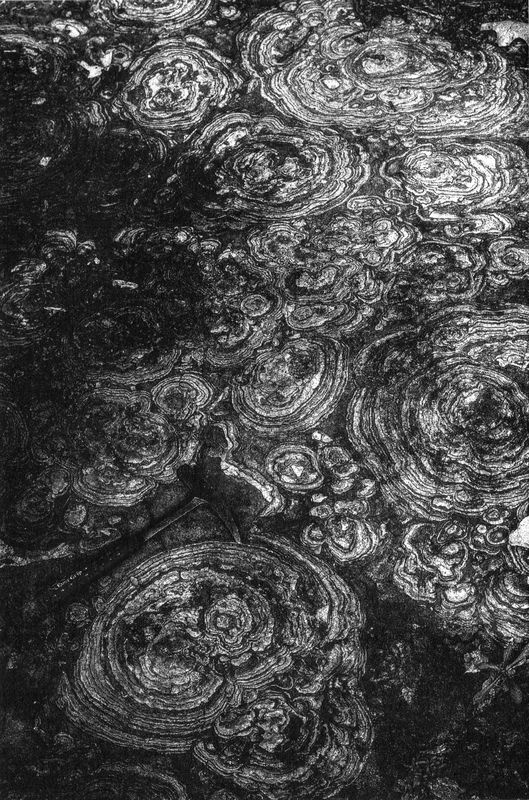 Иллюстрация к книге — Отпечатки жизни. 25 шагов эволюции и вся история планеты [img_7.jpg]