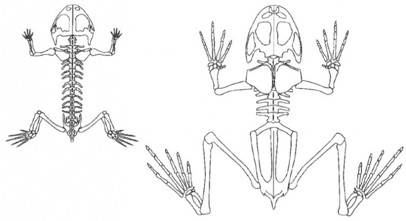 Иллюстрация к книге — Отпечатки жизни. 25 шагов эволюции и вся история планеты [img_70.jpg]