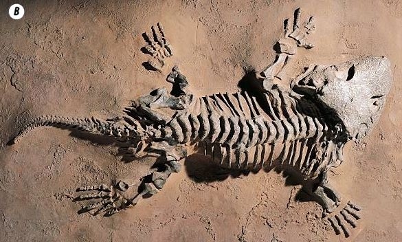 Иллюстрация к книге — Отпечатки жизни. 25 шагов эволюции и вся история планеты [img_73.jpg]