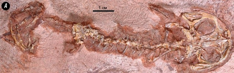 Иллюстрация к книге — Отпечатки жизни. 25 шагов эволюции и вся история планеты [img_74.jpg]
