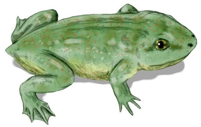 Иллюстрация к книге — Отпечатки жизни. 25 шагов эволюции и вся история планеты [img_76.jpg]