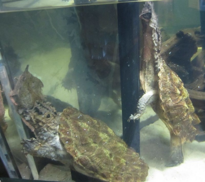 Иллюстрация к книге — Отпечатки жизни. 25 шагов эволюции и вся история планеты [img_78.jpg]