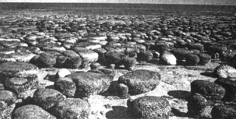 Иллюстрация к книге — Отпечатки жизни. 25 шагов эволюции и вся история планеты [img_8.jpg]