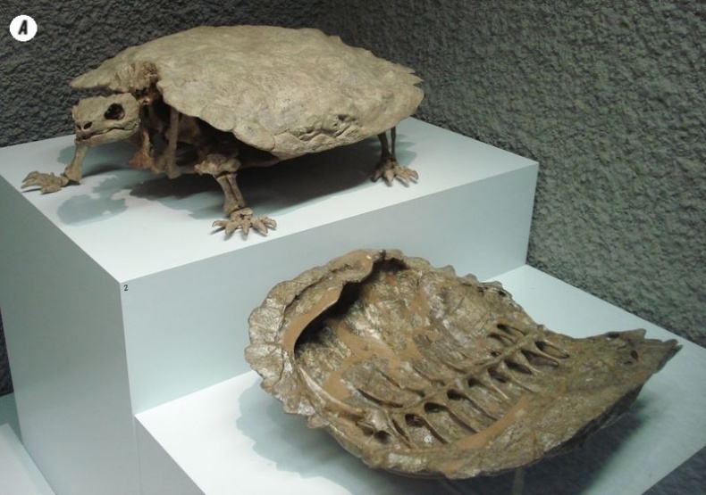 Иллюстрация к книге — Отпечатки жизни. 25 шагов эволюции и вся история планеты [img_81.jpg]