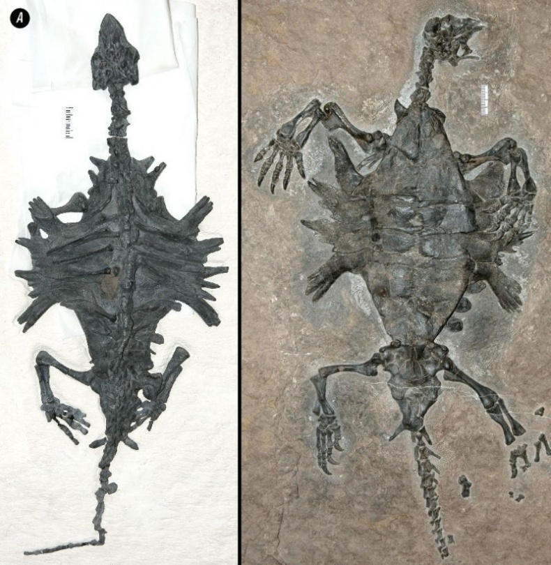 Иллюстрация к книге — Отпечатки жизни. 25 шагов эволюции и вся история планеты [img_83.jpg]