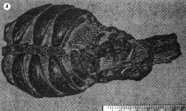 Иллюстрация к книге — Отпечатки жизни. 25 шагов эволюции и вся история планеты [img_85.jpg]