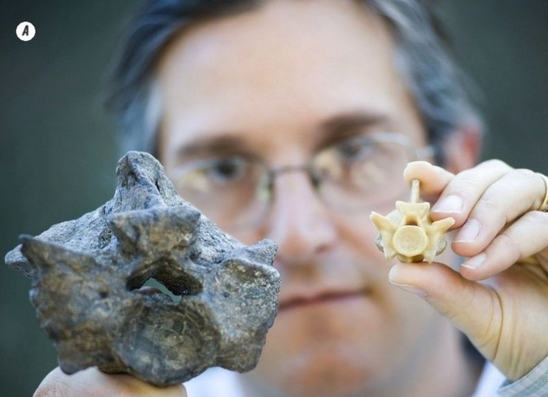 Иллюстрация к книге — Отпечатки жизни. 25 шагов эволюции и вся история планеты [img_88.jpg]