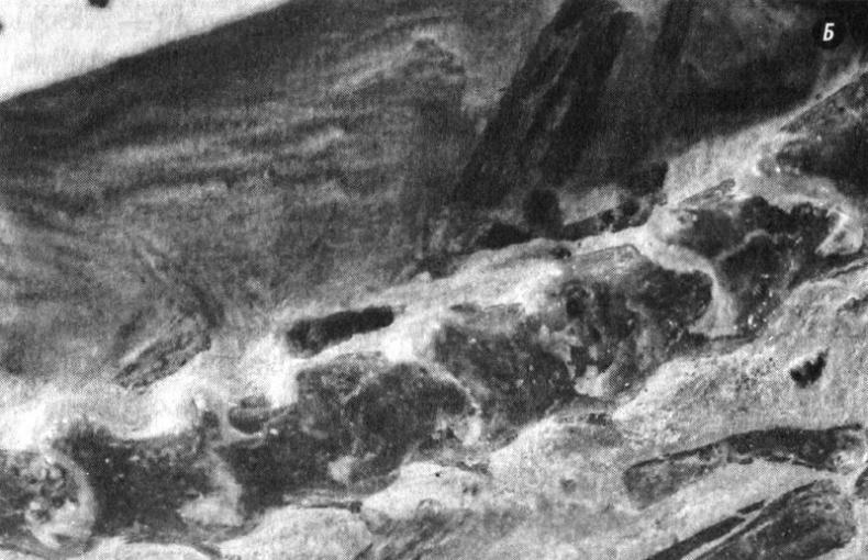 Иллюстрация к книге — Отпечатки жизни. 25 шагов эволюции и вся история планеты [img_95.jpg]