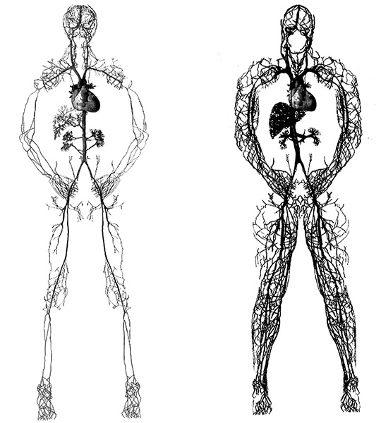 Иллюстрация к книге — 100 лет активной жизни, или Секреты здорового долголетия. 1000 ответов на вопросы, как вернуть здоровье [i_004.jpg]
