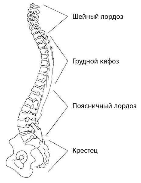 Иллюстрация к книге — 100 лет активной жизни, или Секреты здорового долголетия. 1000 ответов на вопросы, как вернуть здоровье [i_082.jpg]